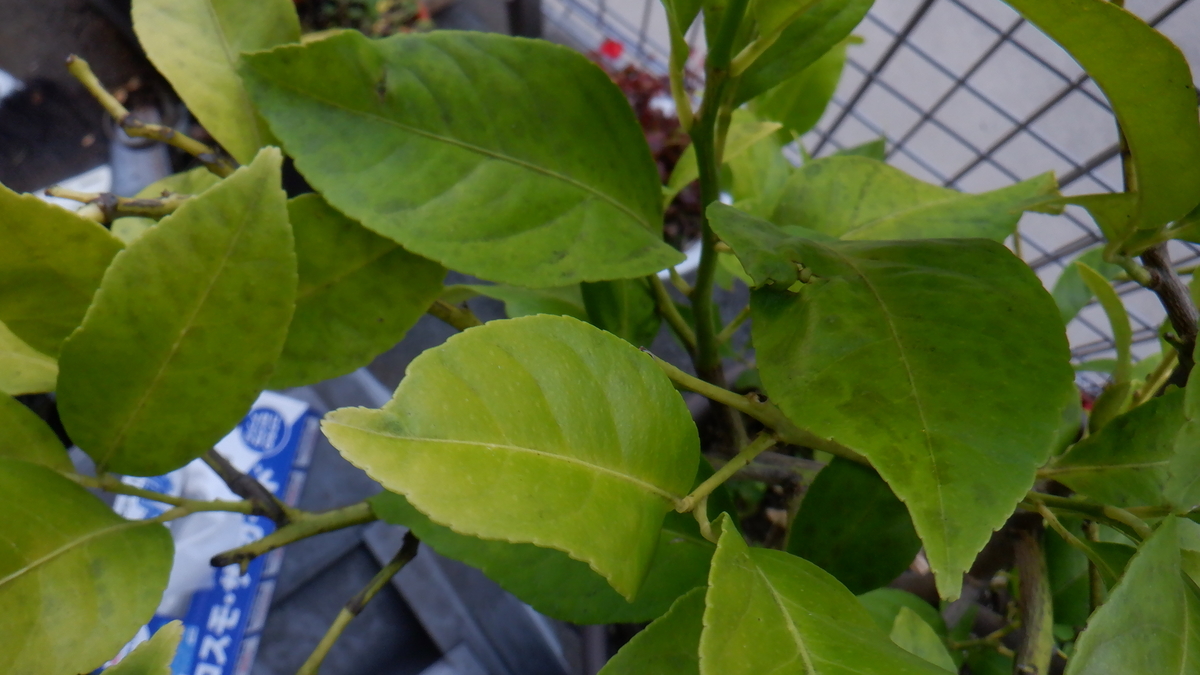 f:id:cafelegume:20201025214156j:plain f:id:cafelegume:20201025214156j:plain