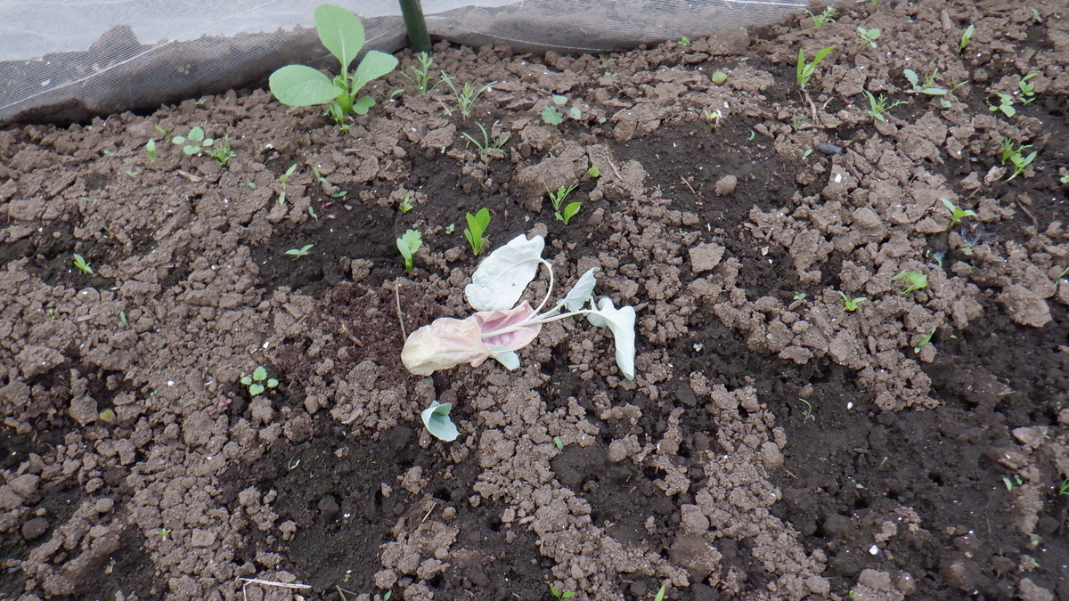 f:id:cafelegume:20201028213555j:plain