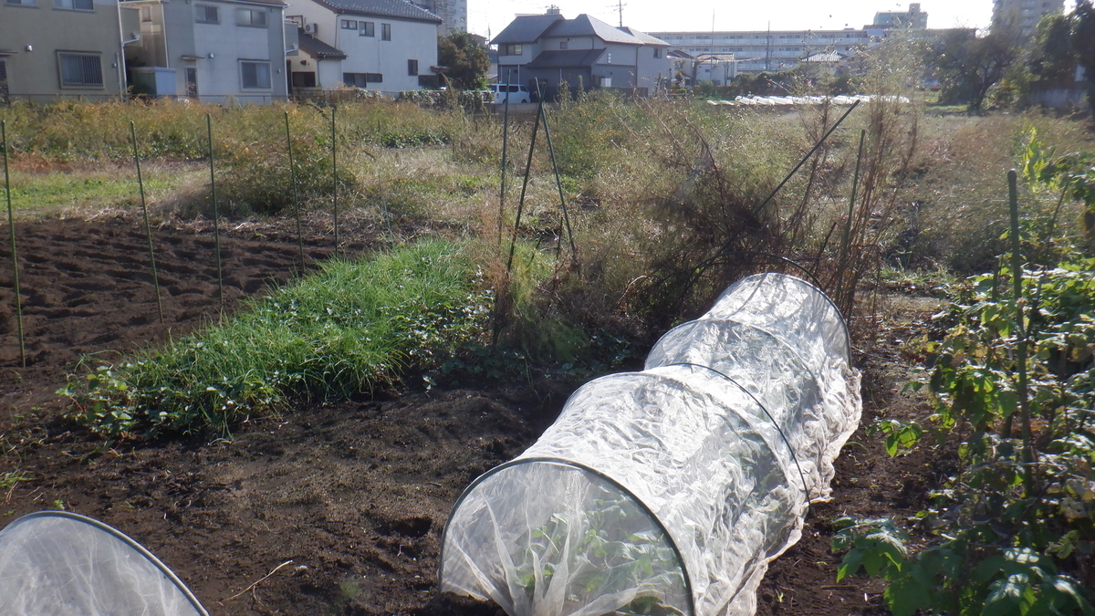 f:id:cafelegume:20201029211602j:plain