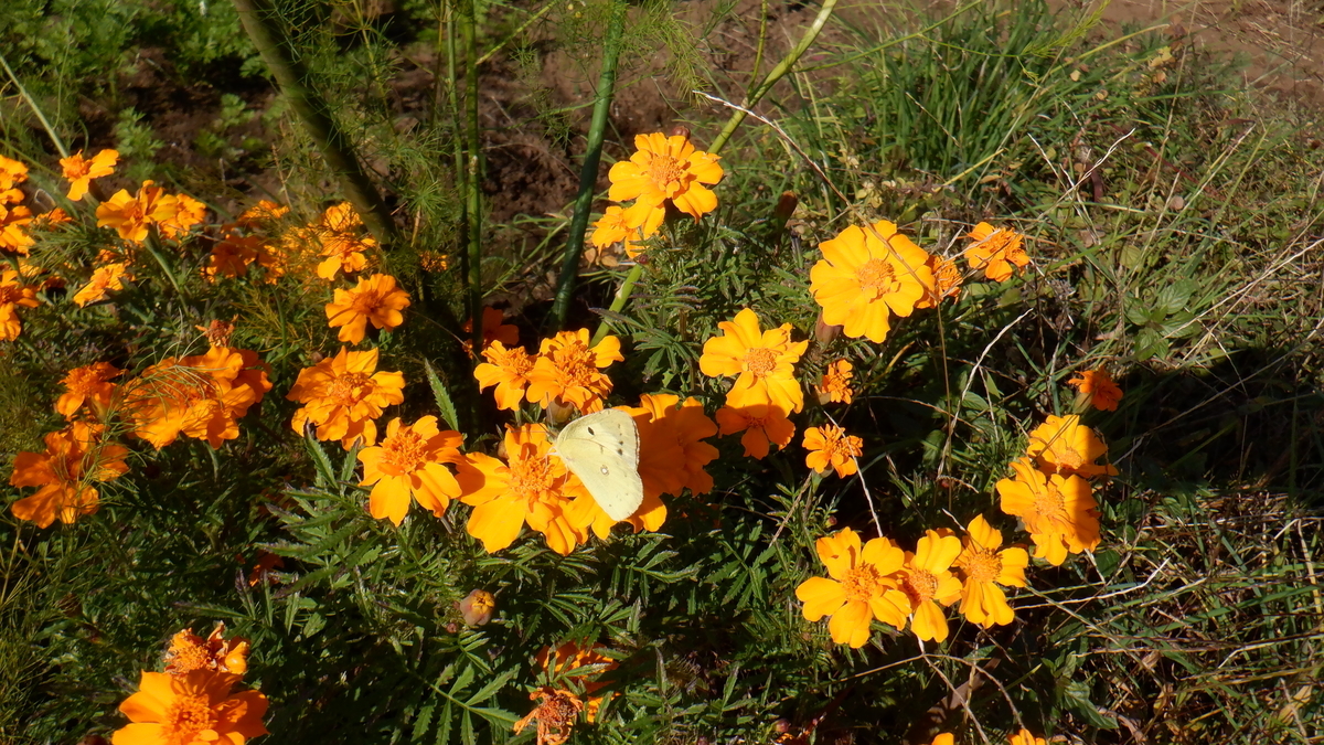 f:id:cafelegume:20201031215635j:plain
