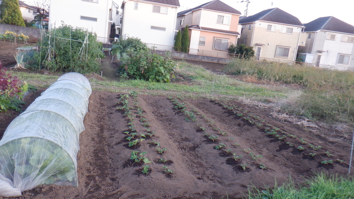 f:id:cafelegume:20201031220359j:plain