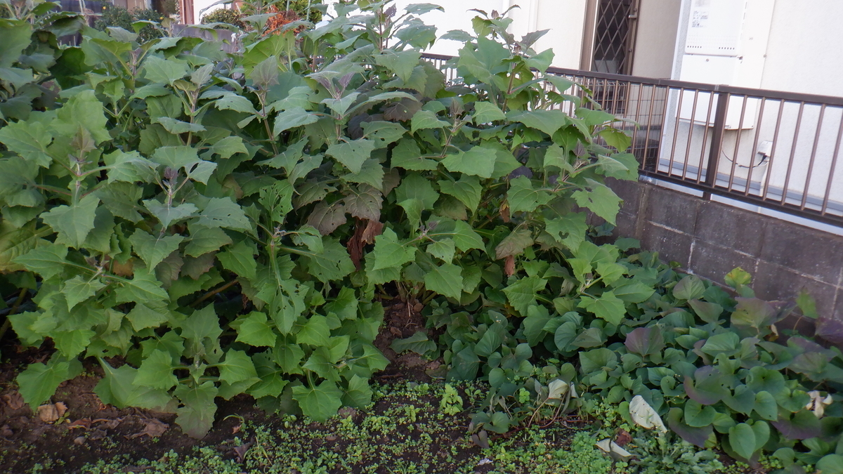 f:id:cafelegume:20201031221050j:plain
