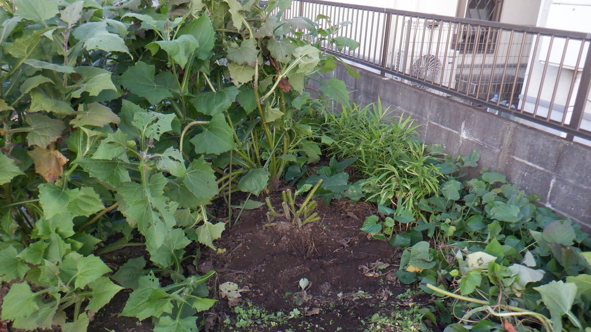 f:id:cafelegume:20201031221157j:plain