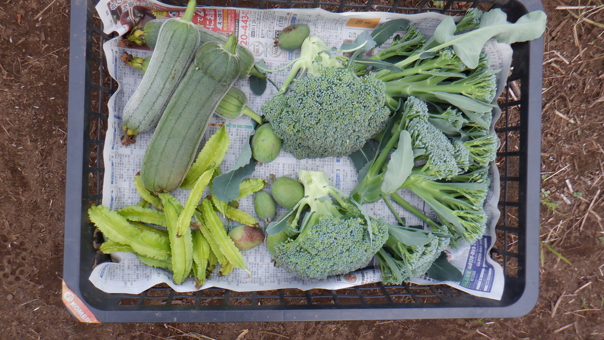 f:id:cafelegume:20201102231545j:plain