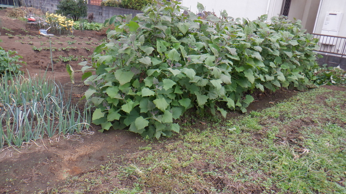 f:id:cafelegume:20201102231855j:plain