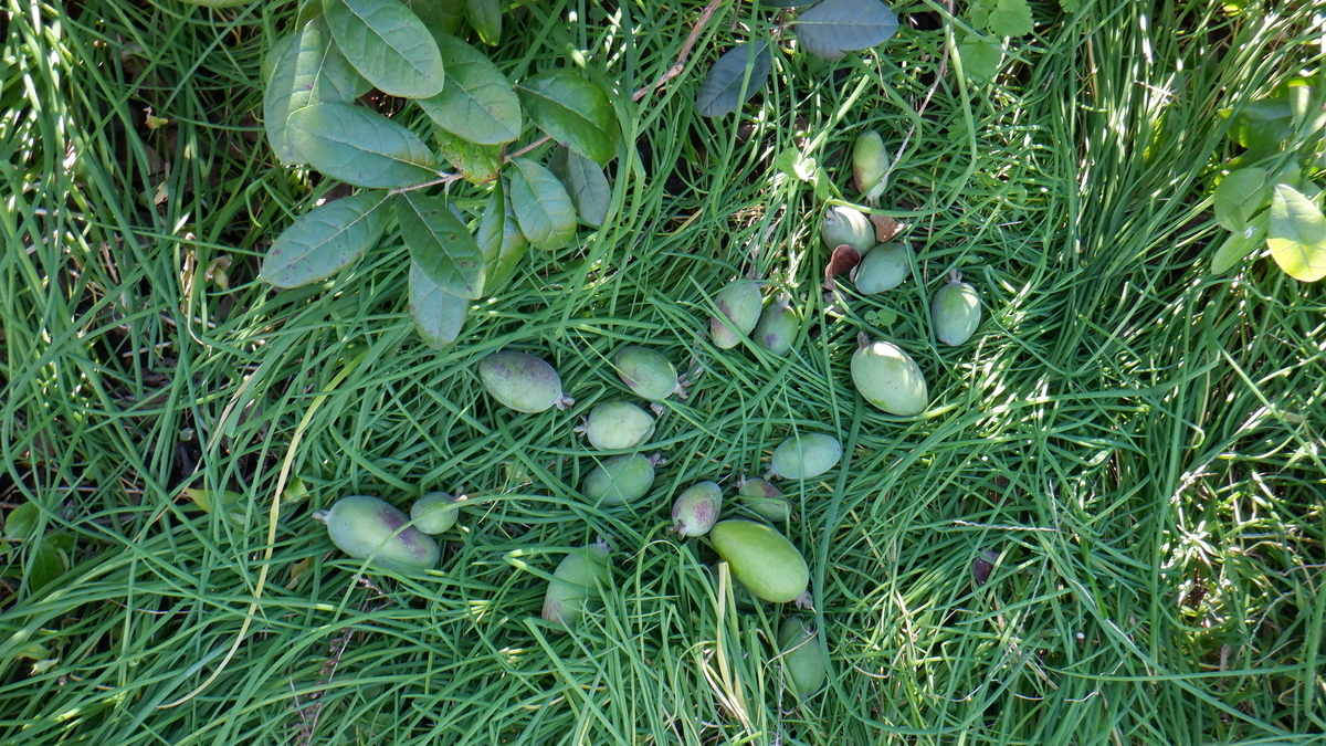 f:id:cafelegume:20201105214229j:plain