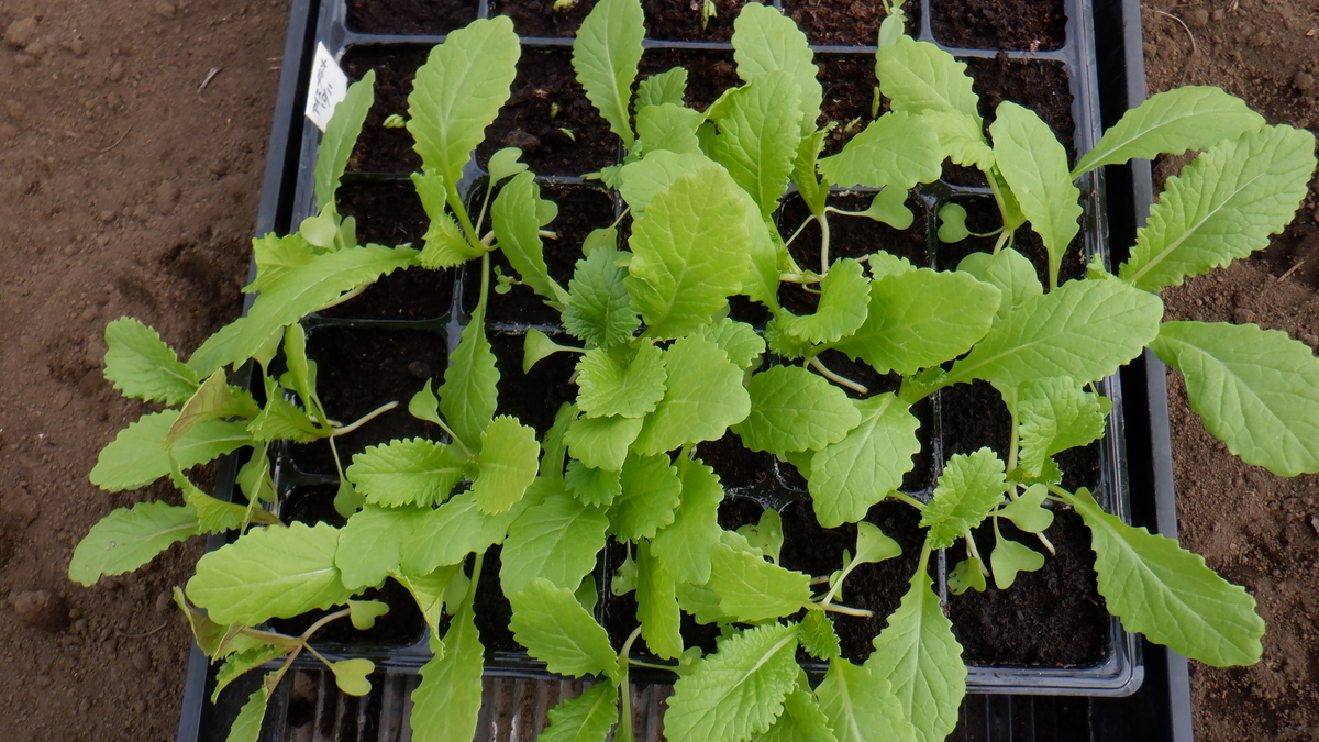 f:id:cafelegume:20201106185611j:plain f:id:cafelegume:20201106185611j:plain