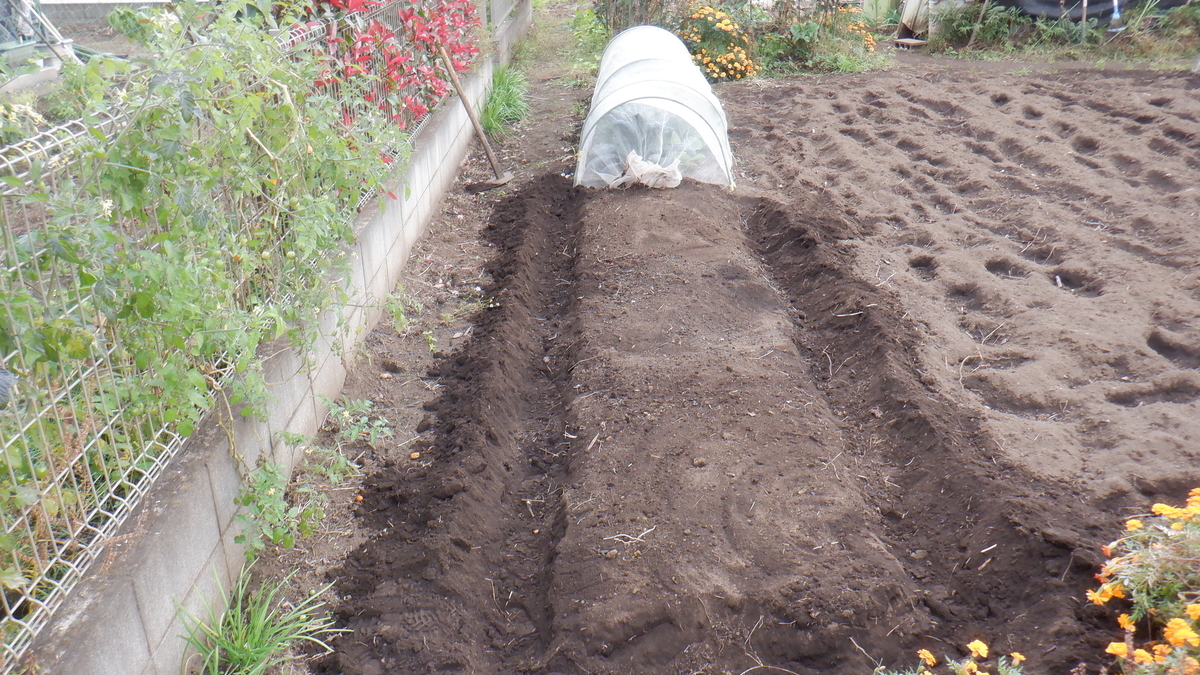 f:id:cafelegume:20201106185759j:plain f:id:cafelegume:20201106185759j:plain