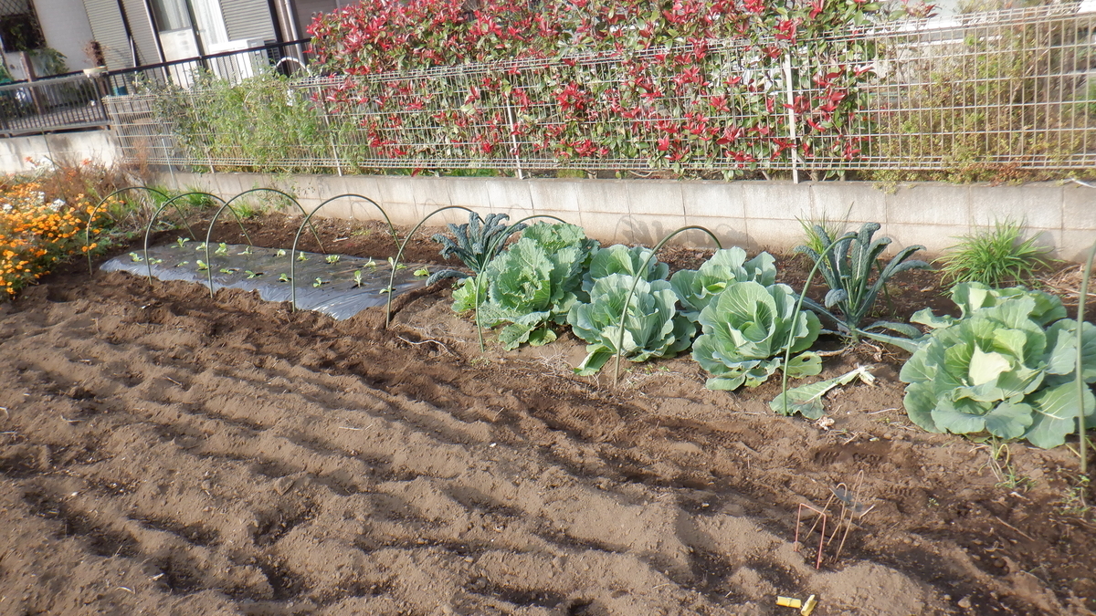 f:id:cafelegume:20201106190503j:plain f:id:cafelegume:20201106190503j:plain