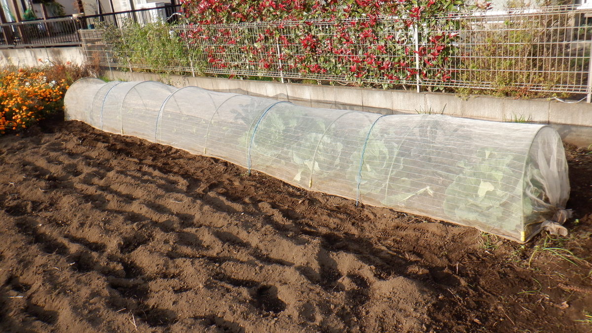 f:id:cafelegume:20201106190805j:plain f:id:cafelegume:20201106190805j:plain