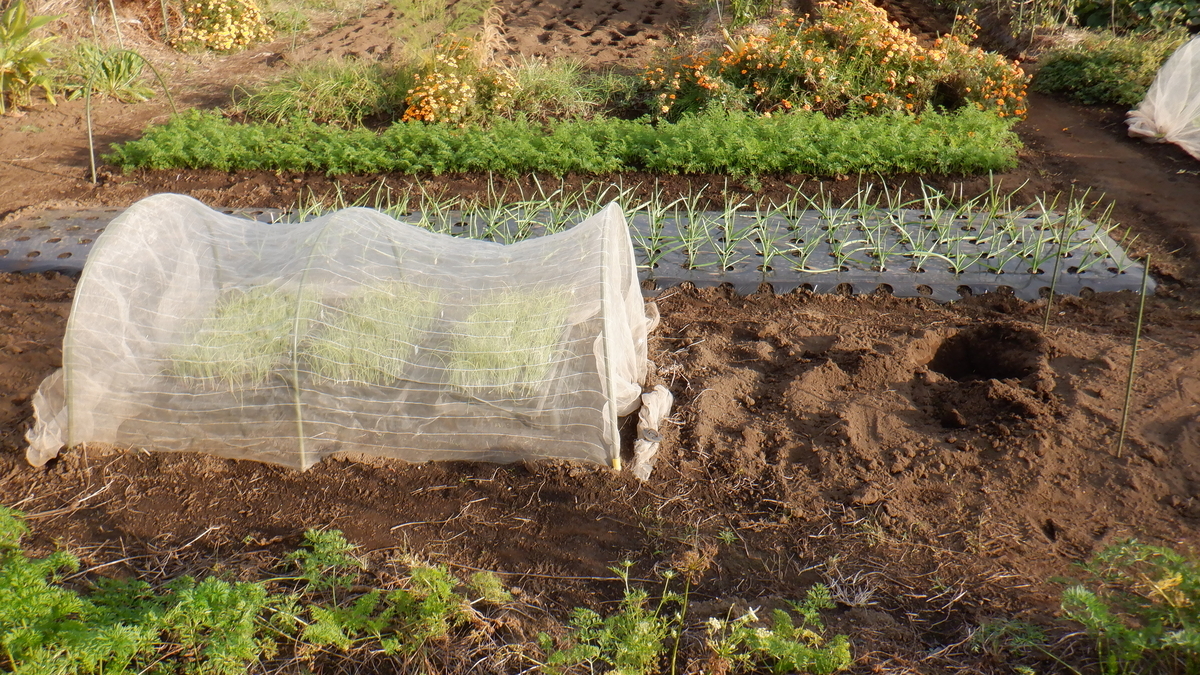 f:id:cafelegume:20201106191410j:plain f:id:cafelegume:20201106191410j:plain
