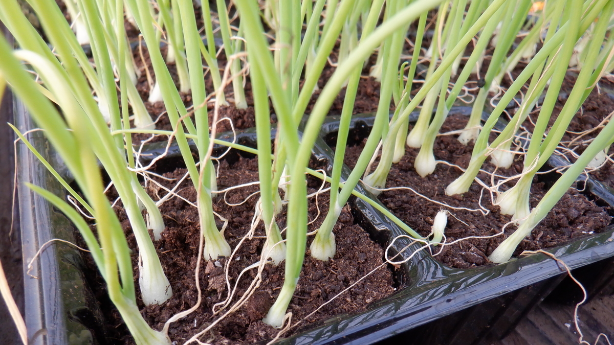 f:id:cafelegume:20201106191845j:plain f:id:cafelegume:20201106191845j:plain