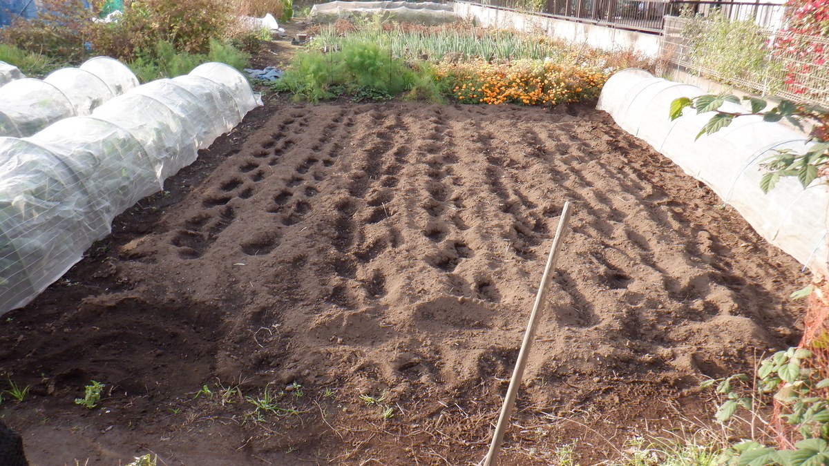 f:id:cafelegume:20201106205010j:plain f:id:cafelegume:20201106205010j:plain