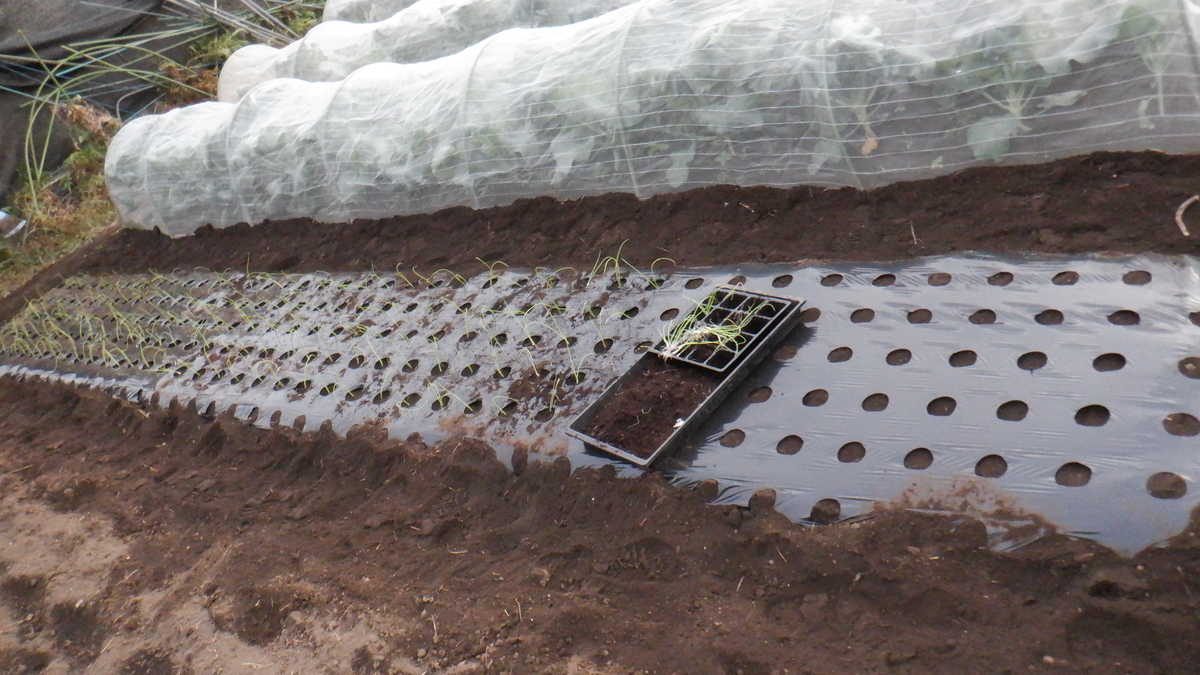 f:id:cafelegume:20201106205150j:plain f:id:cafelegume:20201106205150j:plain