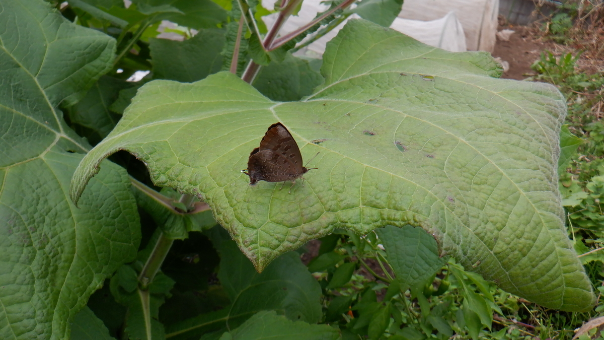 f:id:cafelegume:20201107214357j:plain