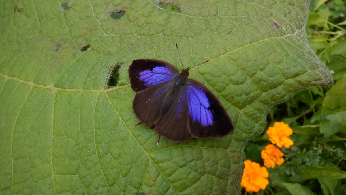 f:id:cafelegume:20201107214529j:plain
