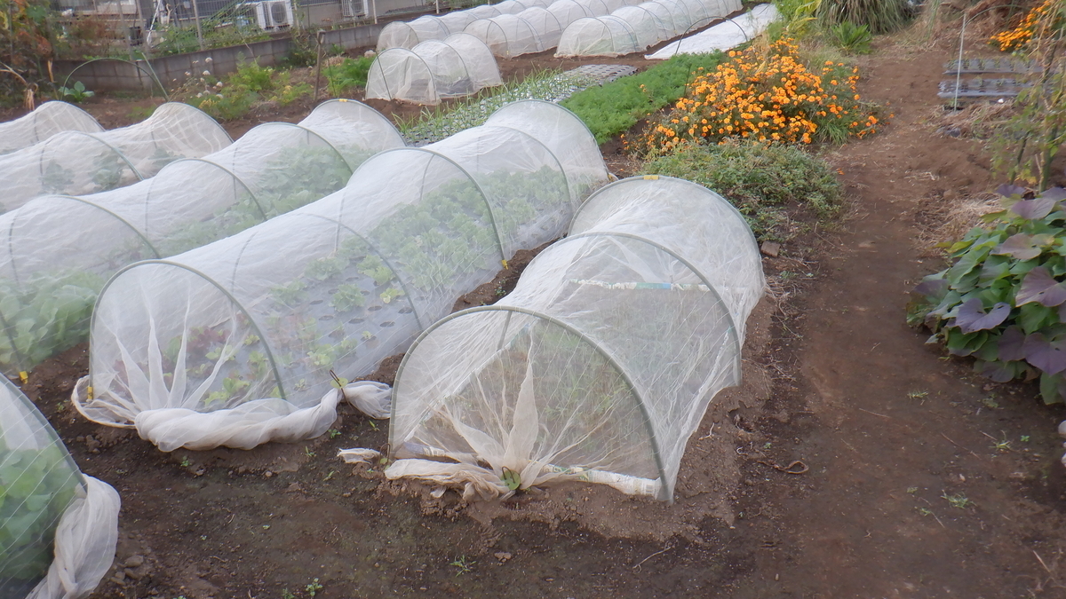 f:id:cafelegume:20201109215515j:plain