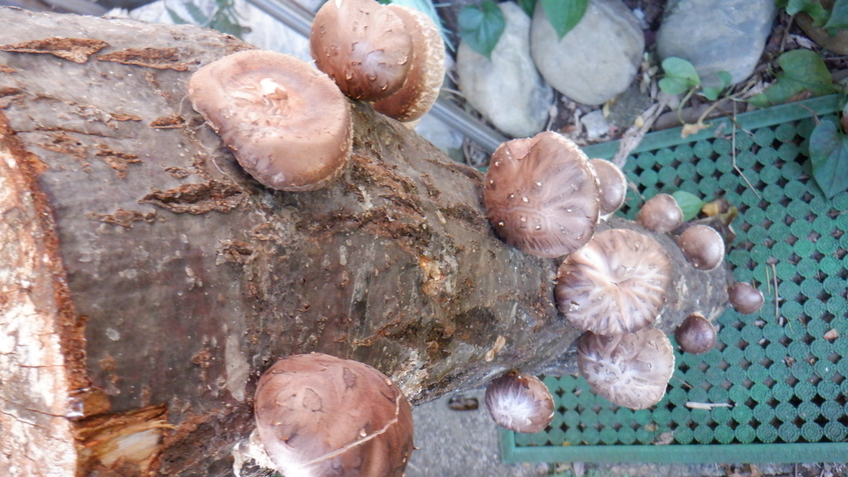 f:id:cafelegume:20201110210528j:plain