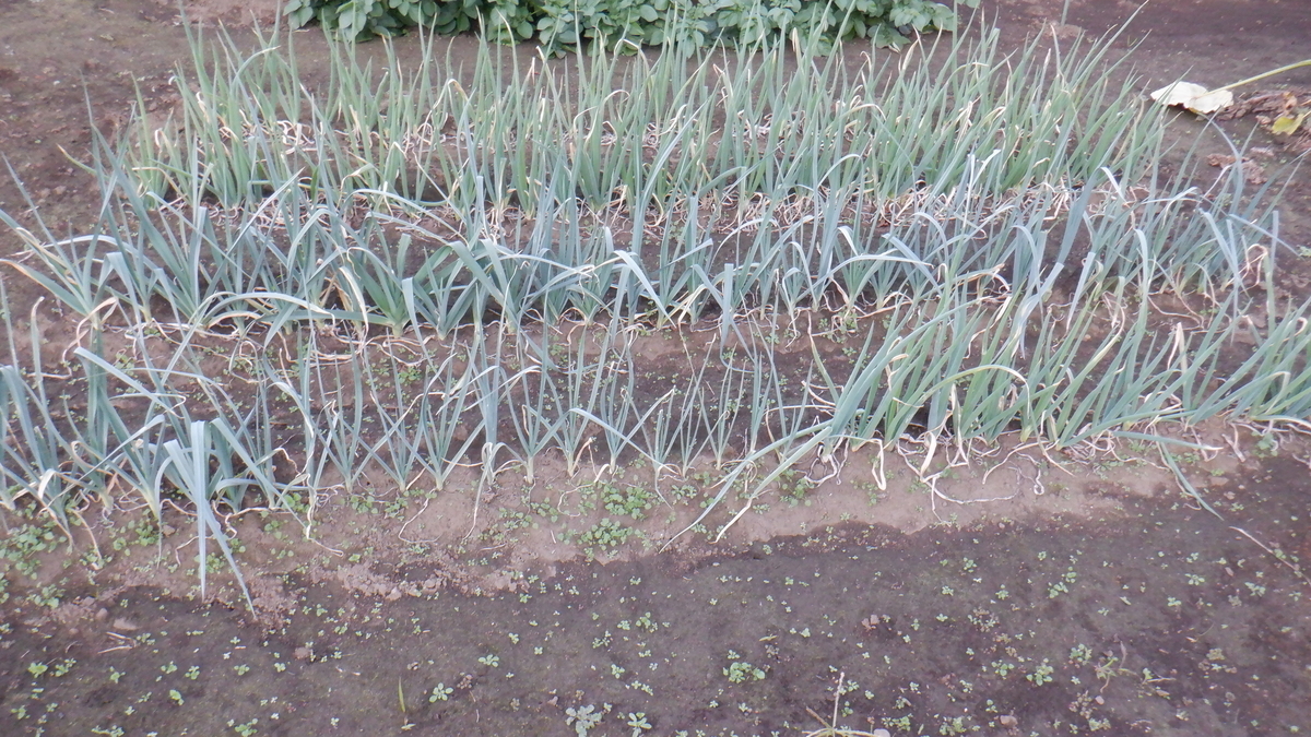 f:id:cafelegume:20201110212630j:plain