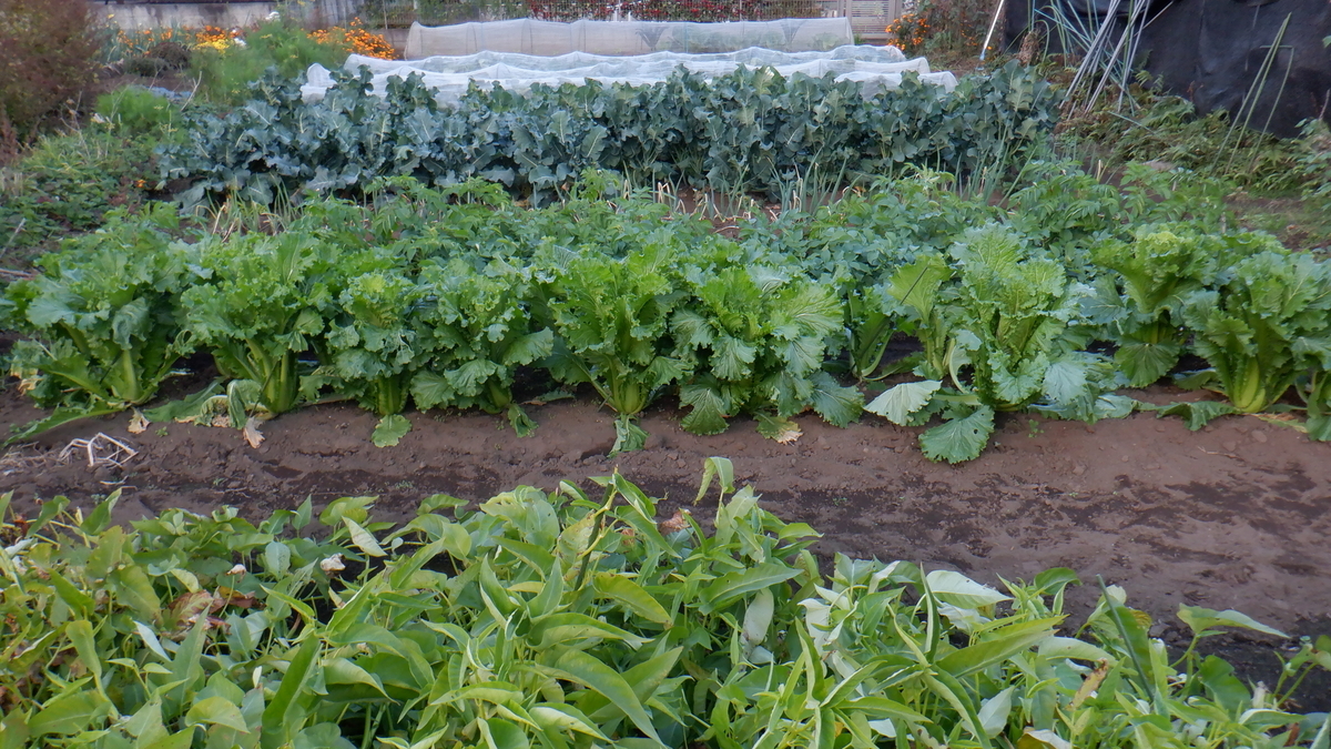 f:id:cafelegume:20201110214151j:plain