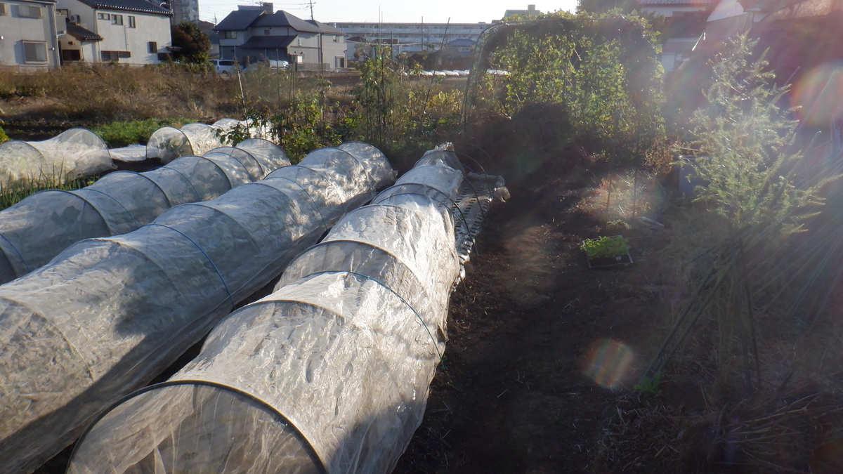 f:id:cafelegume:20201111213825j:plain