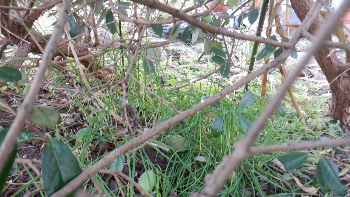 f:id:cafelegume:20201119204952j:plain