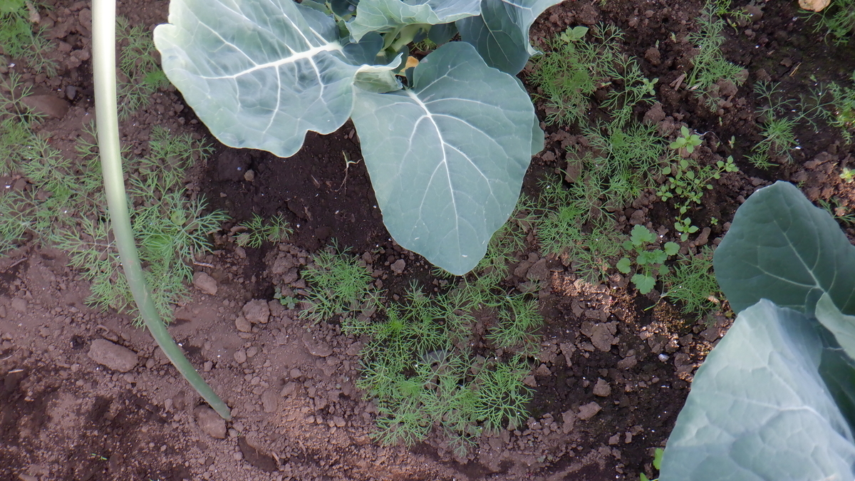 f:id:cafelegume:20201120195034j:plain