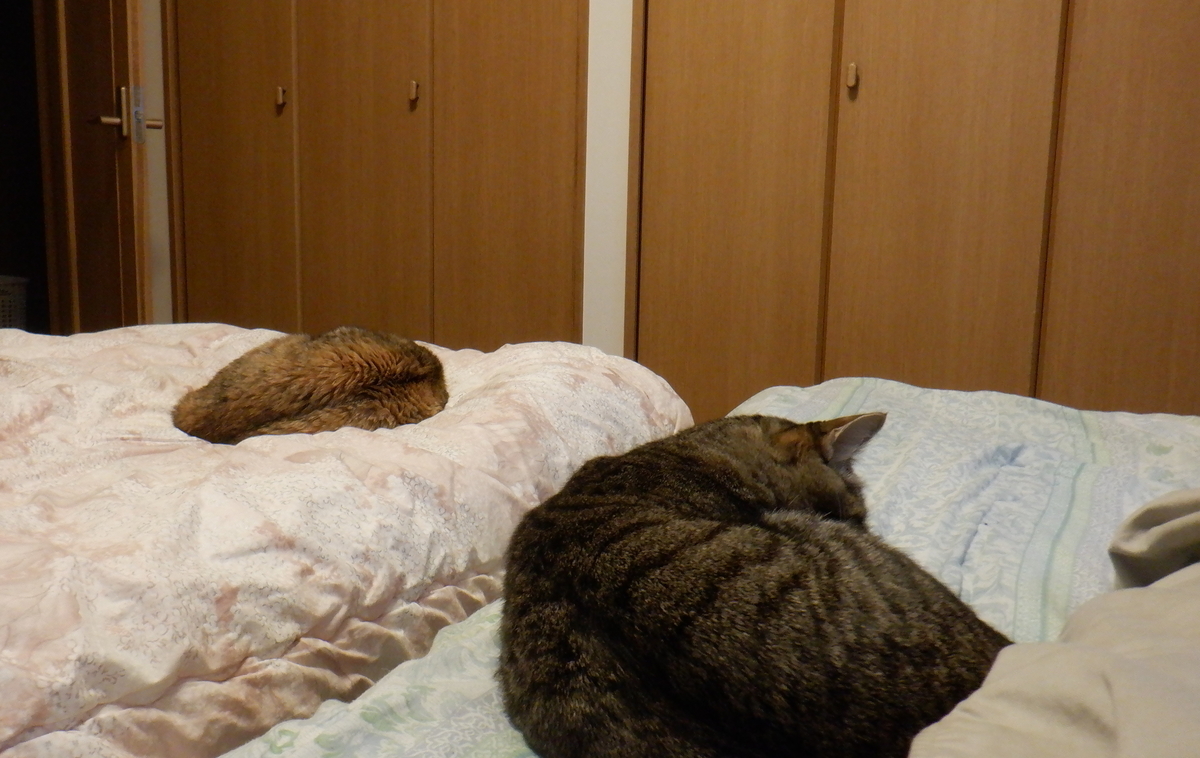 f:id:cafelegume:20201123214805j:plain