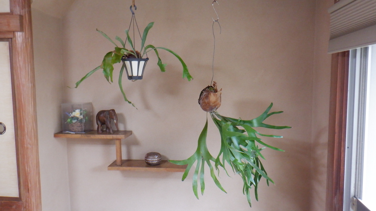 f:id:cafelegume:20201124205102j:plain