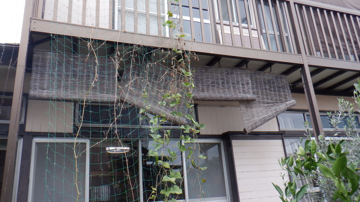 f:id:cafelegume:20201124212920j:plain