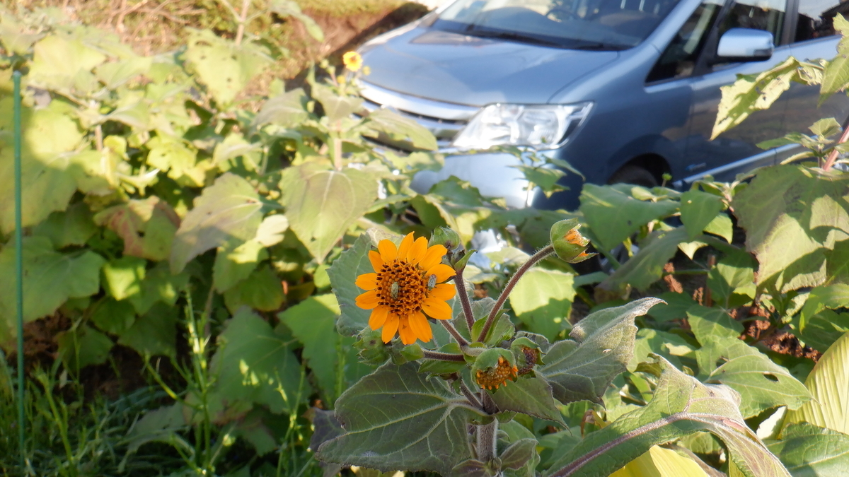 f:id:cafelegume:20201126204320j:plain