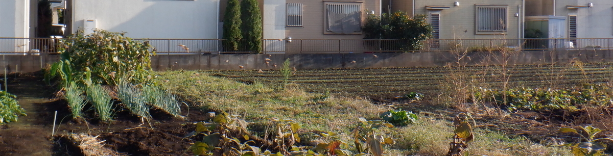 f:id:cafelegume:20201126204633j:plain