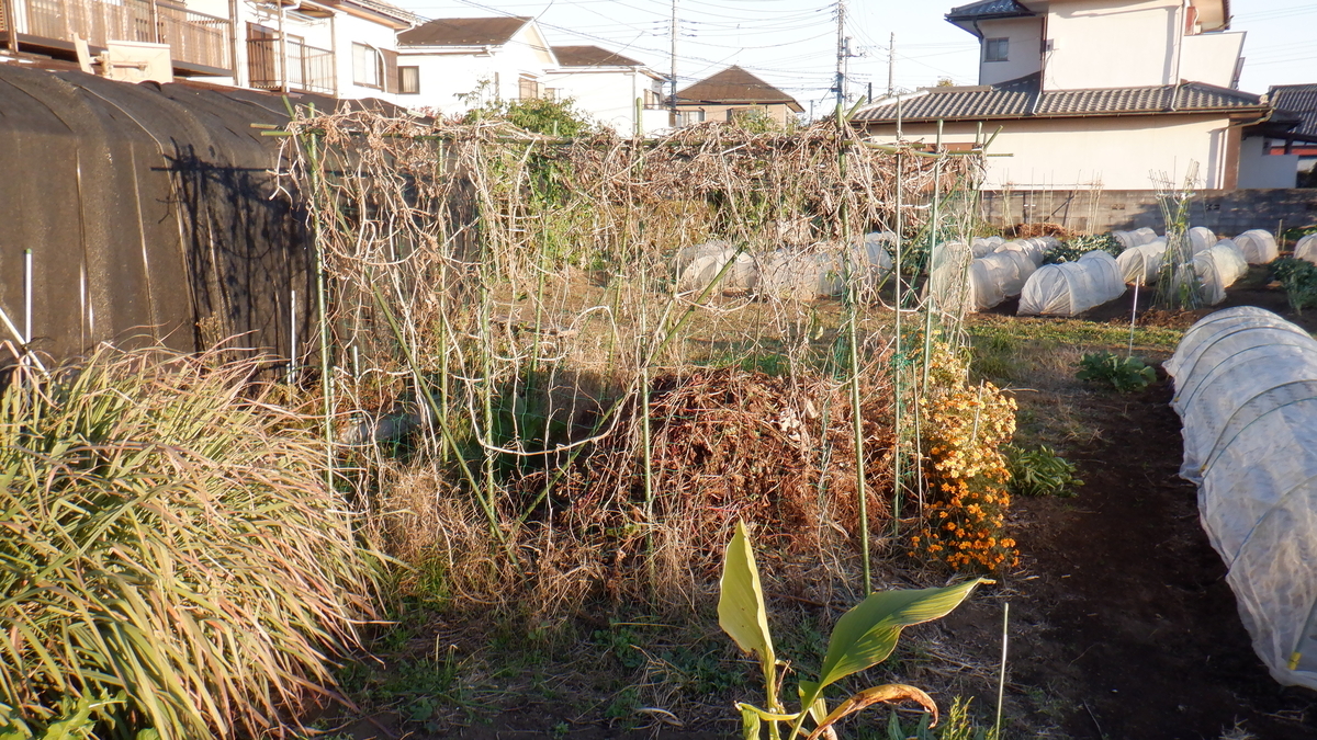f:id:cafelegume:20201128221621j:plain