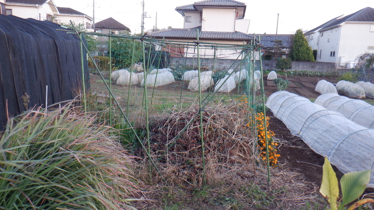 f:id:cafelegume:20201128221713j:plain