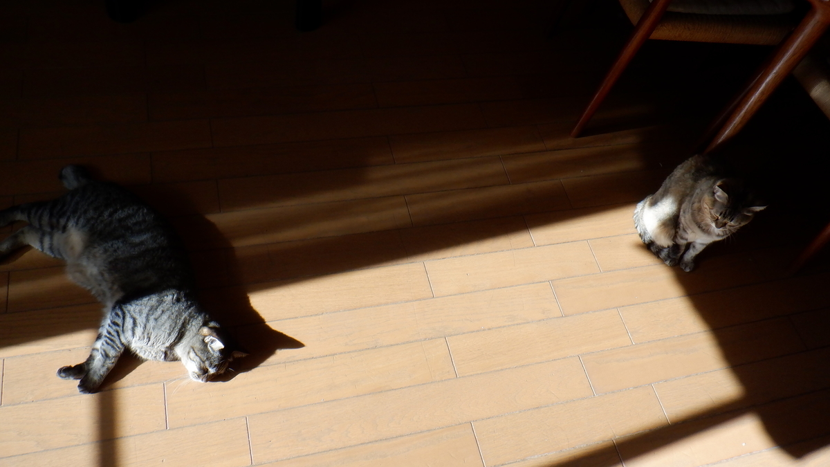 f:id:cafelegume:20201130213919j:plain
