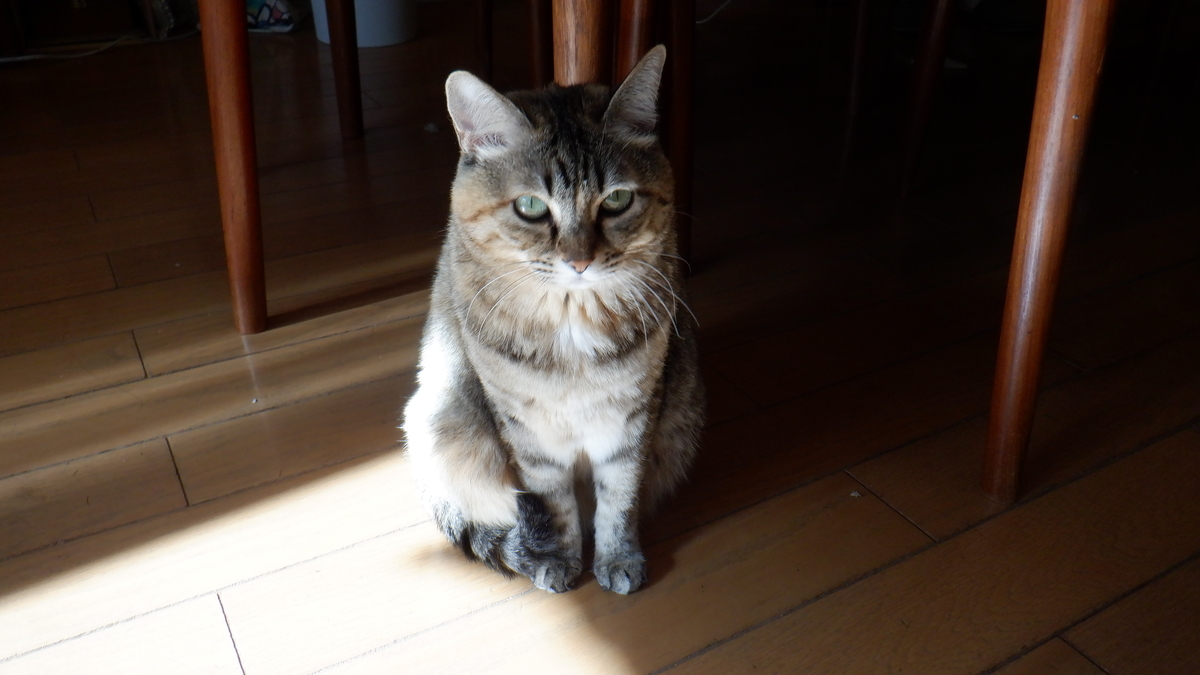 f:id:cafelegume:20201130213958j:plain