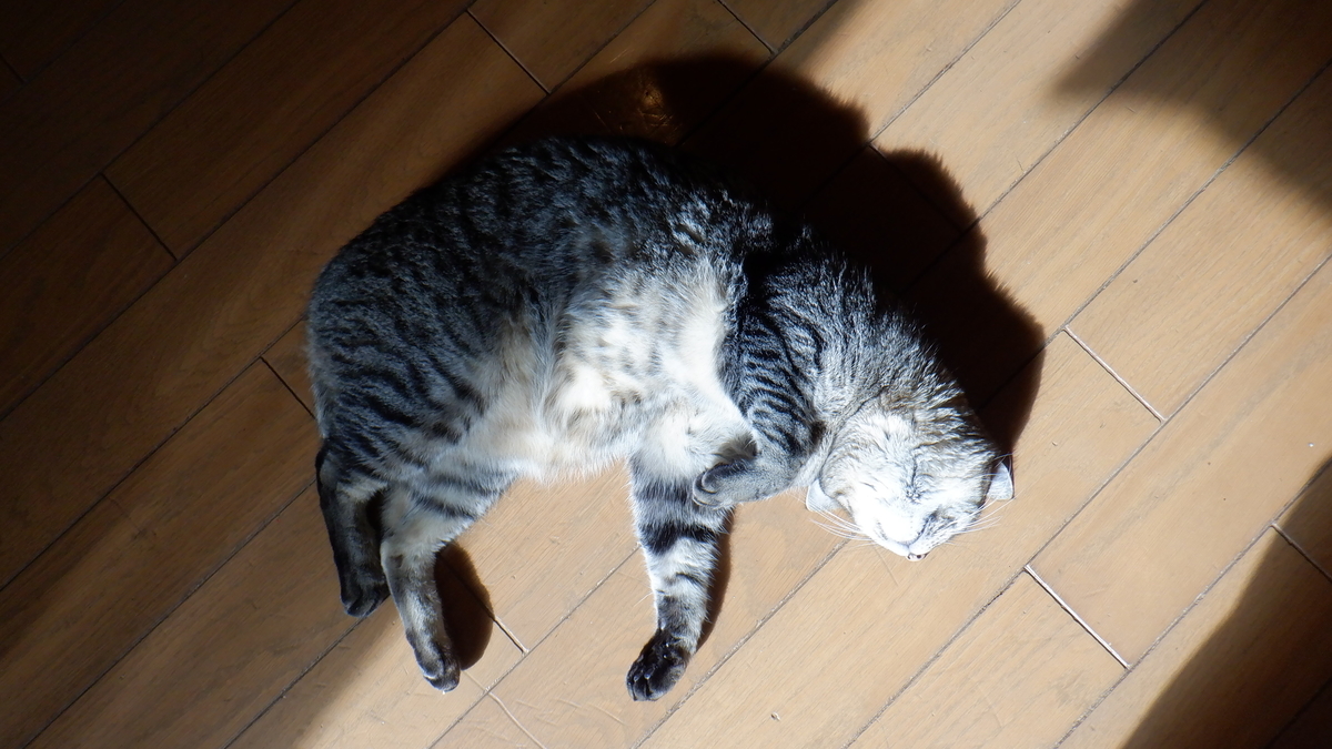 f:id:cafelegume:20201130214635j:plain