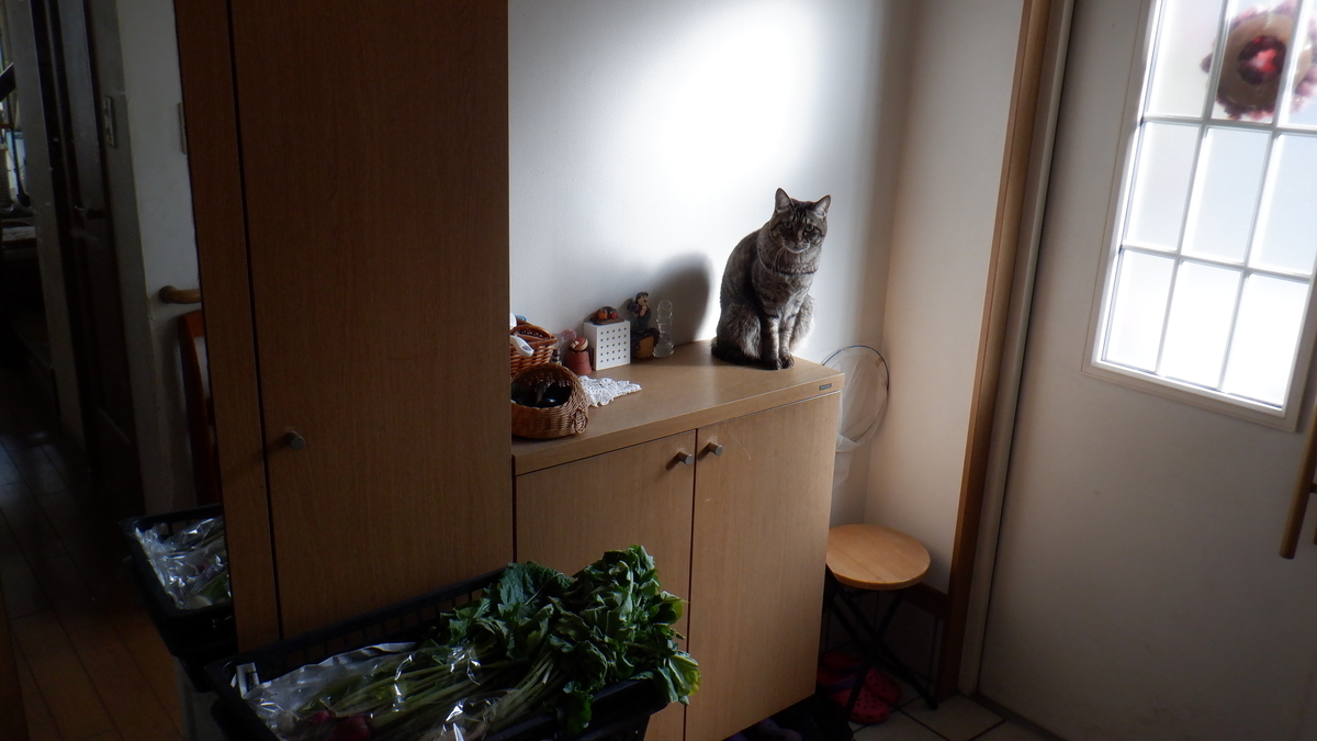 f:id:cafelegume:20201130220120j:plain