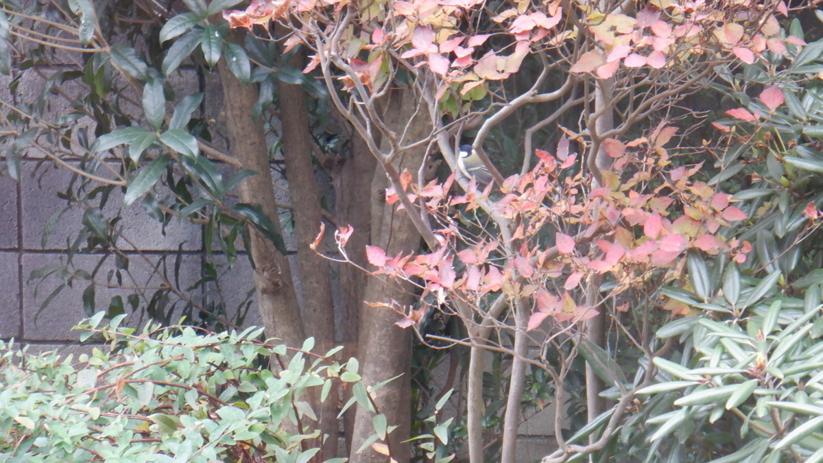 f:id:cafelegume:20201202221931j:plain