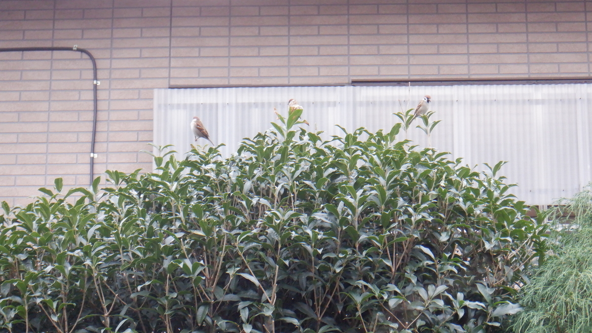 f:id:cafelegume:20201202222259j:plain