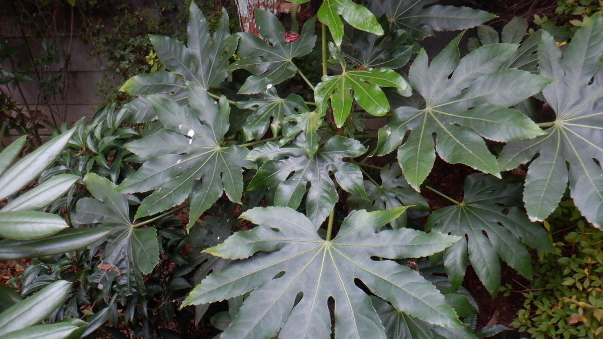f:id:cafelegume:20201202224543j:plain