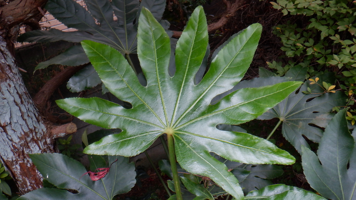 f:id:cafelegume:20201202225041j:plain