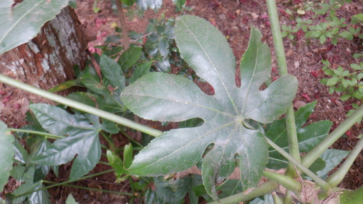 f:id:cafelegume:20201202225114j:plain