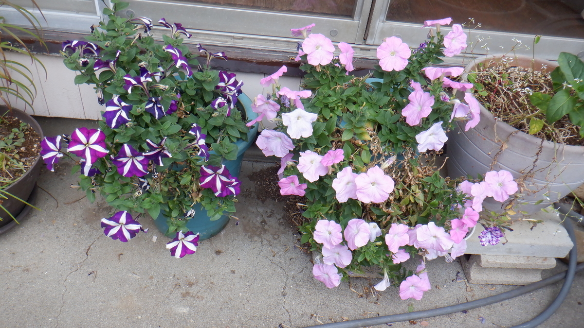 f:id:cafelegume:20201202230916j:plain
