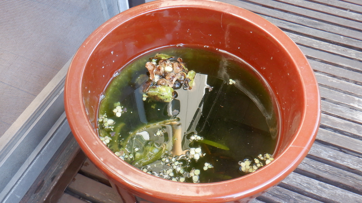 f:id:cafelegume:20201202231735j:plain