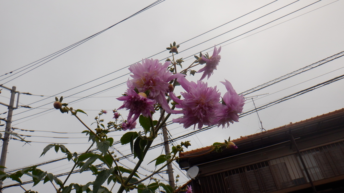 f:id:cafelegume:20201203214207j:plain
