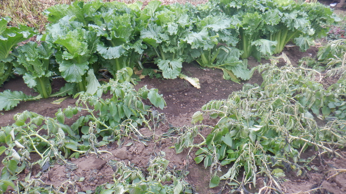 f:id:cafelegume:20201203214428j:plain