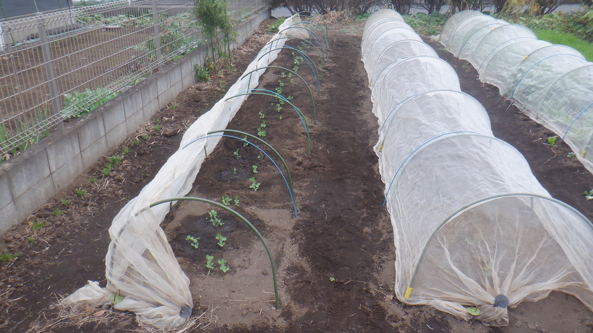 f:id:cafelegume:20201203215445j:plain