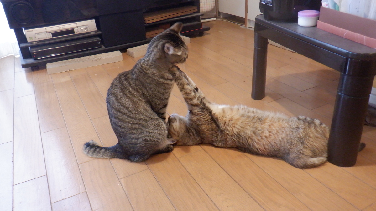 f:id:cafelegume:20201205223227j:plain