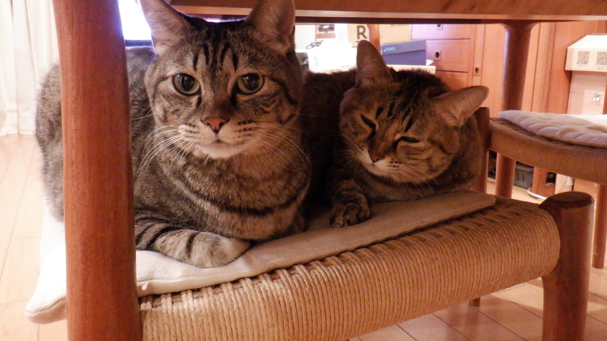 f:id:cafelegume:20201205223432j:plain